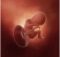 连载（十六）|圆圈妈双胞胎怀孕过程第19周