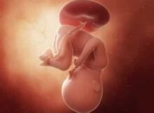 连载（三十二）|圆圈妈双胞胎怀孕过程第35周
