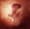 连载（三十二）|圆圈妈双胞胎怀孕过程第35周